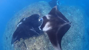 マンタmantaray