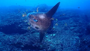 マンボウmola mola