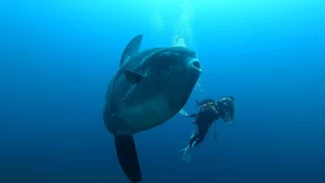 マンボウ　mola-mola