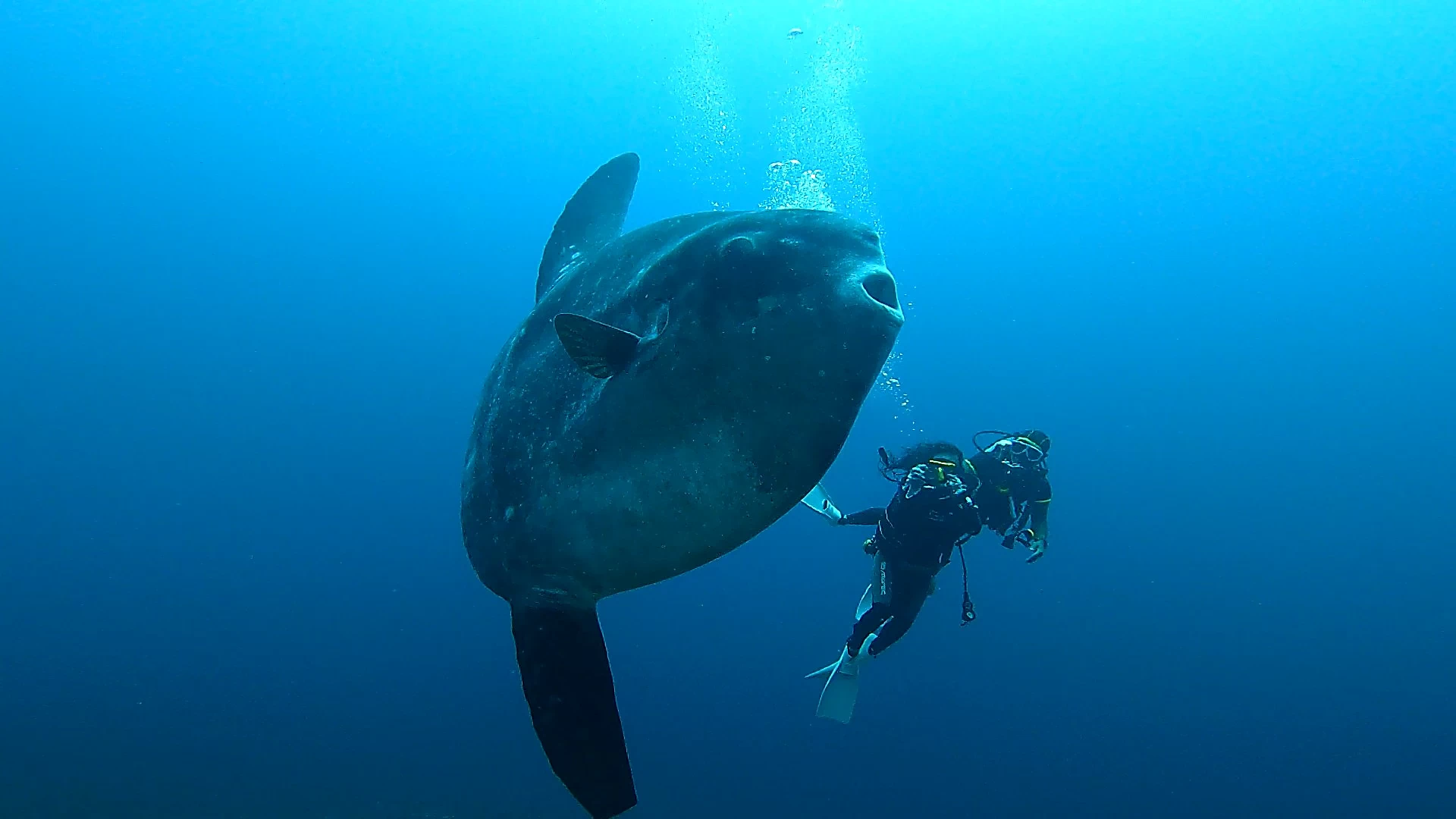 マンボウ　mola-mola