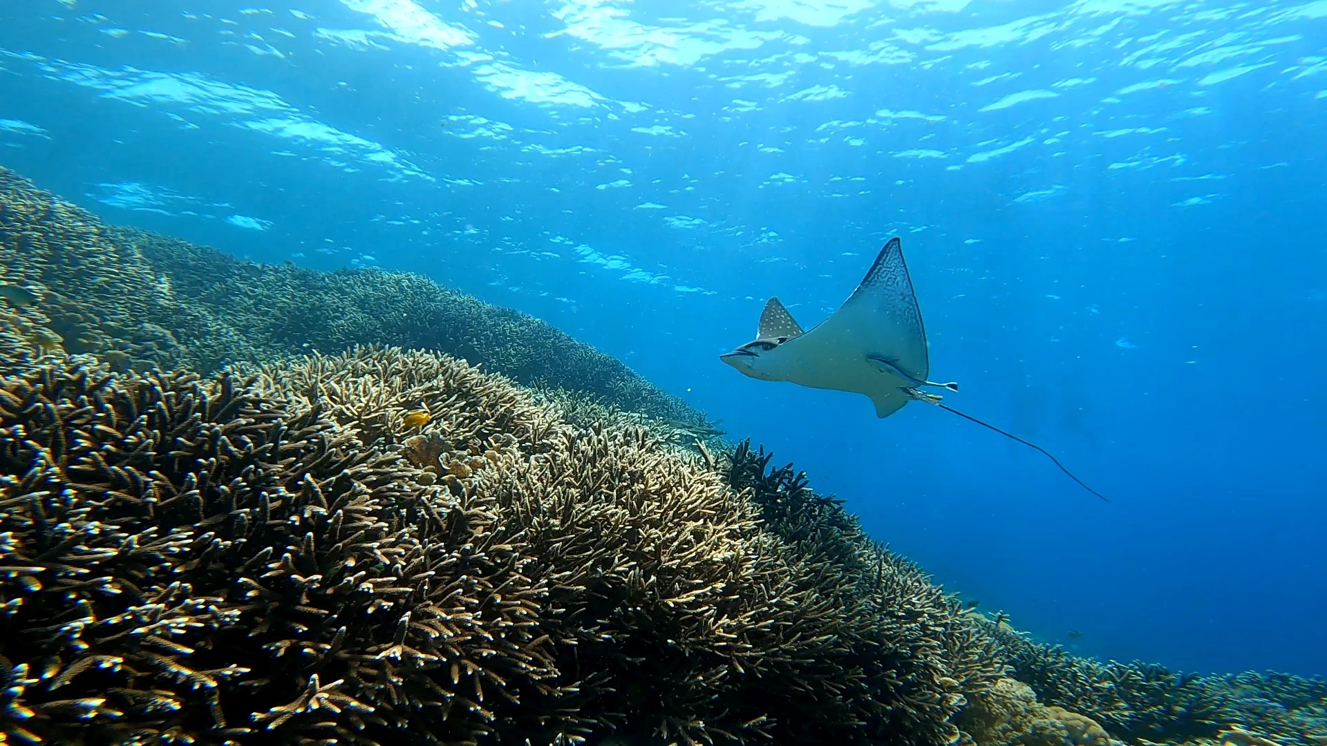 マダラトビエイ