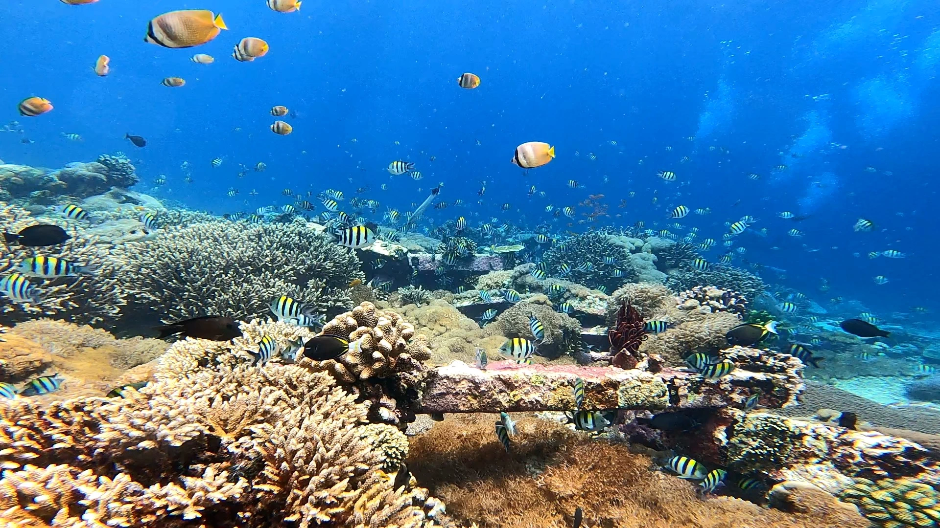 ヌサレンボガン