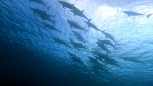 イルカ　dolphin Nusa Lembongan
