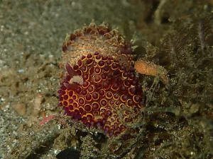 トゲトゲウミウシ