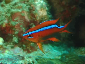 オレンジダムセル幼魚