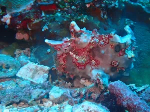 クマドリカエルアンコウ