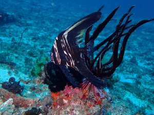 ゼブラバットフィッシュ幼魚