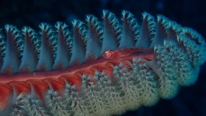 セボシウミタケハゼ