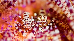 コールマンシュリンプ