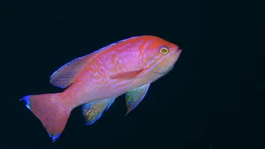 ツースポットバスレット