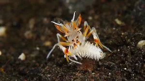 トゲツノメエビ