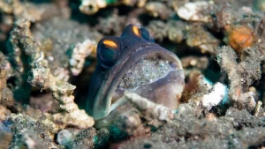 ジョーフィッシュの口内保育