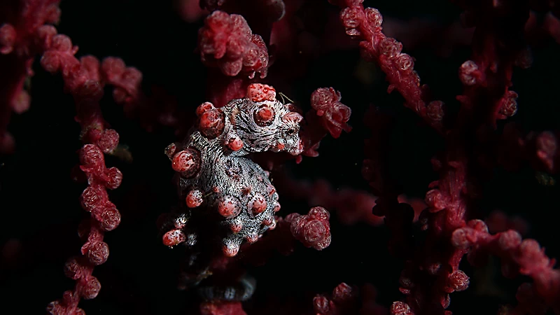 ピグミーシーホース