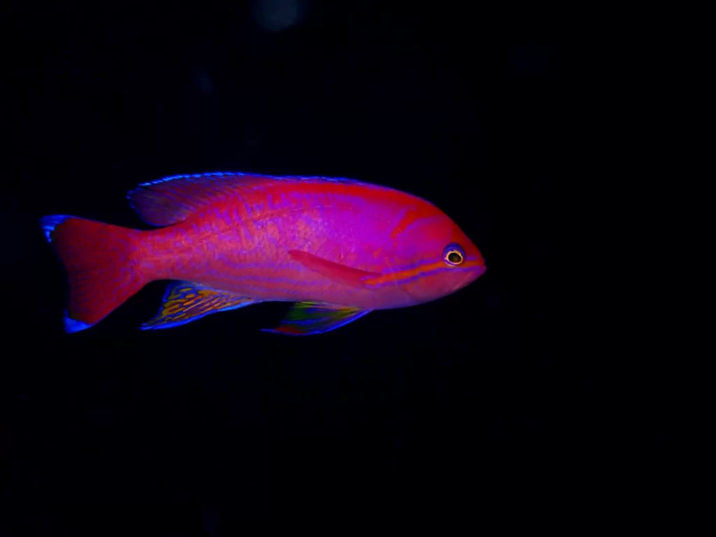 ツースポットバスレット