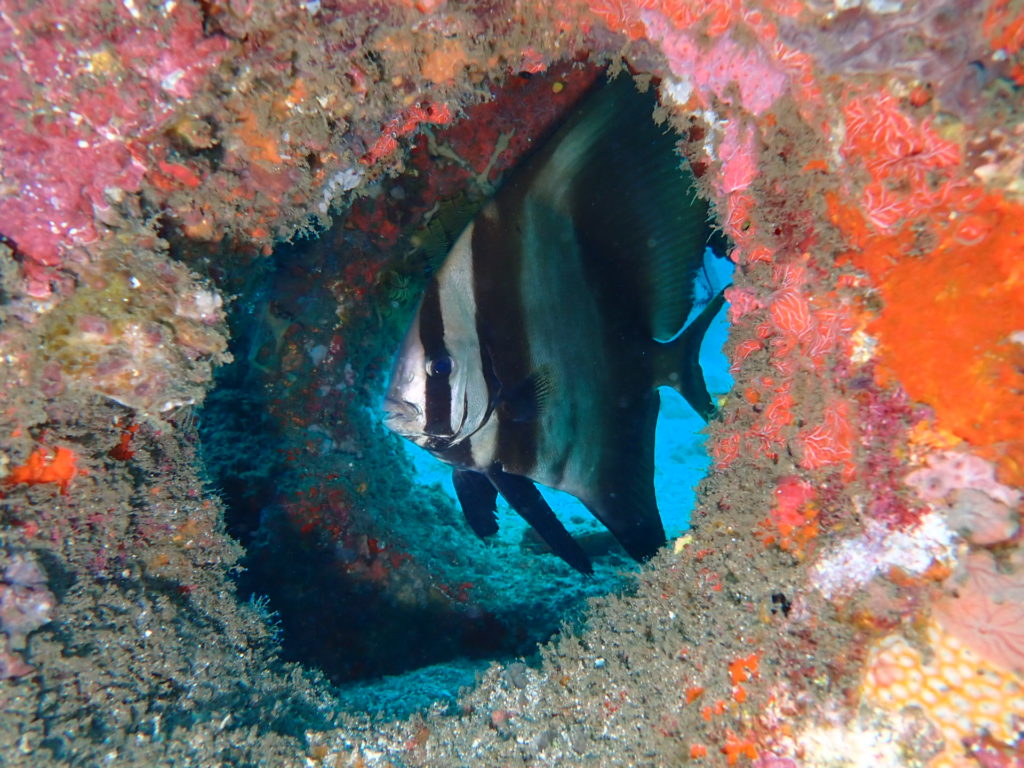 ゼブラバットフィッシュ成魚