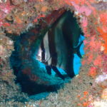 ゼブラバットフィッシュ成魚