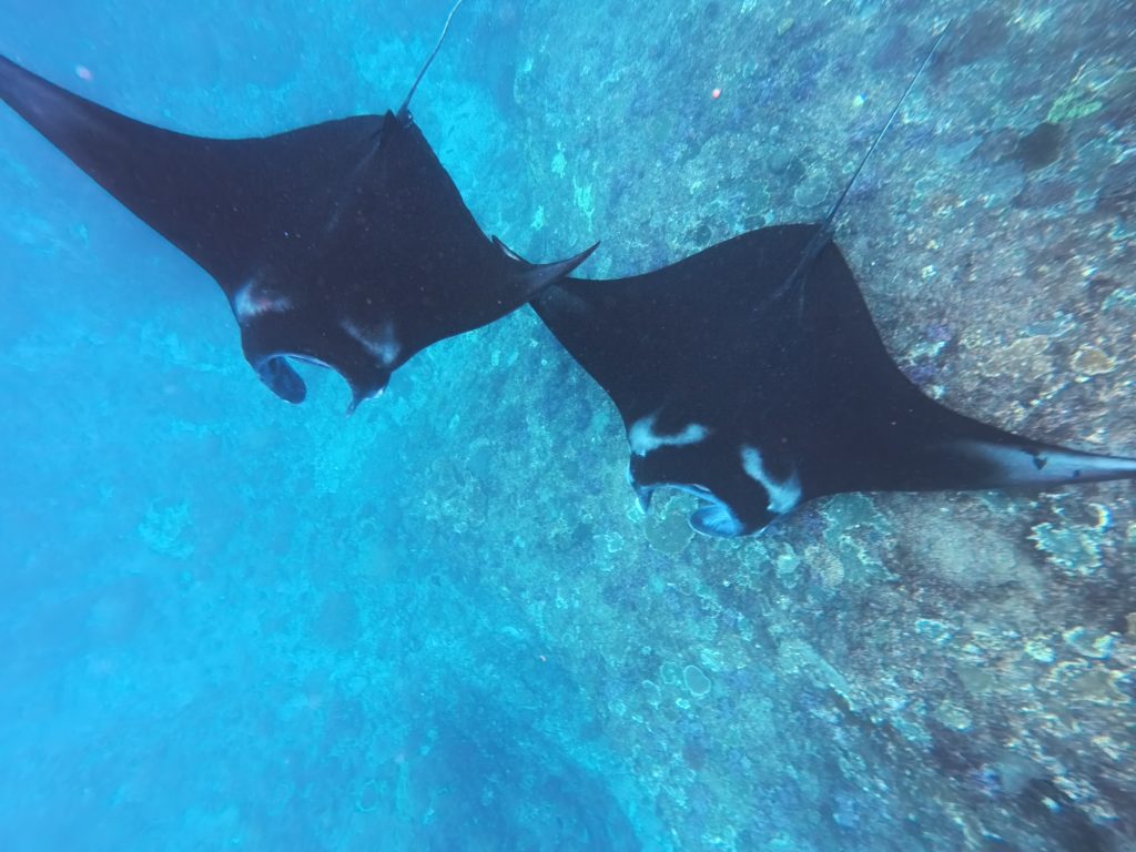 ヌサペニダマンタポイントのマンタ２０枚